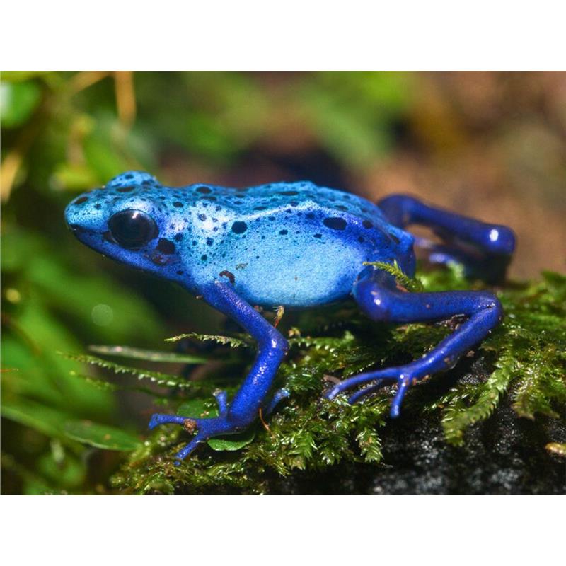Broasca Dendrobates tinctorius Azureus (Poison Dart Frog) - imagine 3